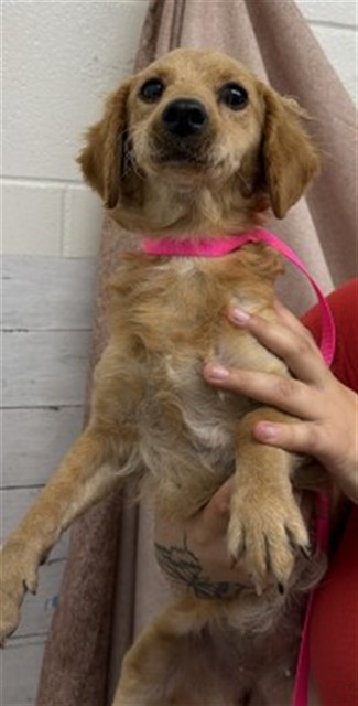 Shelter Stray Female Dog last seen NORMAN AND WATERMAN, 333 Chandler Pl, San Bernardino, CA 92408, USA