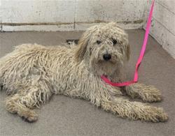 Shelter Stray Female Dog last seen NORMAN AND WATERMAN, 333 Chandler Pl, San Bernardino, CA 92408, USA