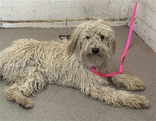 Shelter Stray Female Dog last seen NORMAN AND WATERMAN, 333 Chandler Pl, San Bernardino, CA 92408, USA