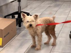 Shelter Stray Male Dog last seen CHARLOTTE, 8315 Byrum Dr, Charlotte, NC 28217, USA