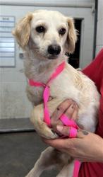Shelter Stray Male Dog last seen NORMAN AND WATERMAN, 333 Chandler Pl, San Bernardino, CA 92408, USA