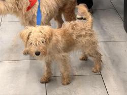 Shelter Stray Female Dog last seen CHARLOTTE, 8315 Byrum Dr, Charlotte, NC 28217, USA