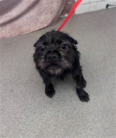 Shelter Stray Male Dog last seen , 333 Chandler Pl, San Bernardino, CA 92408, USA