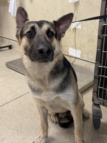 Shelter Stray Male Dog last seen Near BLOCK MISSION BLVD, JURUPA VALLEY CA 92509, 6851 Van Buren Boulevard, Jurupa Valley, CA 92509, USA