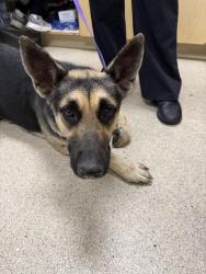 Shelter Stray Female Dog last seen Near BLOCK MISSION BLVD, JURUPA VALLEY CA 92509, 6851 Van Buren Boulevard, Jurupa Valley, CA 92509, USA