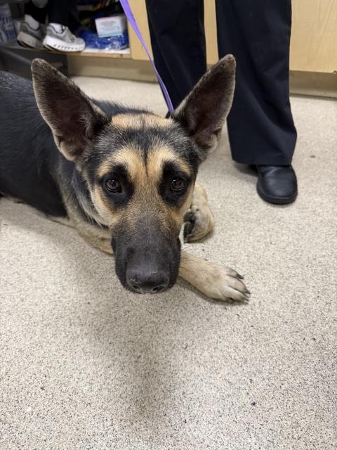 Shelter Stray Female Dog last seen Near BLOCK MISSION BLVD, JURUPA VALLEY CA 92509, 6851 Van Buren Boulevard, Jurupa Valley, CA 92509, USA