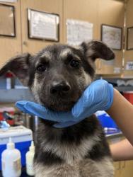 Shelter Stray Female Dog last seen Near BLOCK MISSION BLVD, JURUPA VALLEY CA 92509, 6851 Van Buren Boulevard, Jurupa Valley, CA 92509, USA