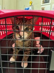 Shelter Stray Male Cat last seen Near BLOCK JASMINE CTIY, 12155 Park Blvd, Brighton, CO 80601, USA