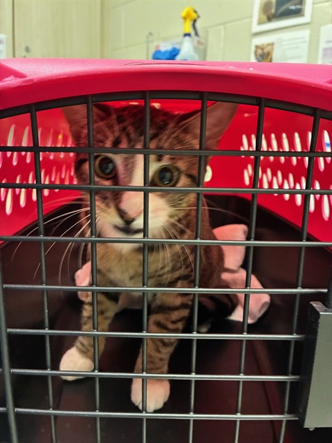 Shelter Stray Male Cat last seen Near BLOCK JASMINE CTIY, 12155 Park Blvd, Brighton, CO 80601, USA