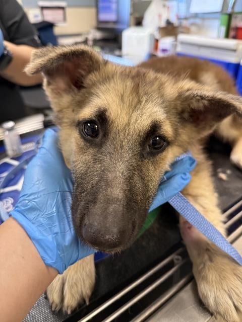 Shelter Stray Female Dog last seen Near BLOCK MISSION BLVD, JURUPA VALLEY CA 92509, 6851 Van Buren Boulevard, Jurupa Valley, CA 92509, USA