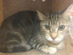 Shelter Stray Male Cat last seen Near BLOCK IDYLLWILD LN, RIVERSIDE CA 92503, 6851 Van Buren Boulevard, Jurupa Valley, CA 92509, USA