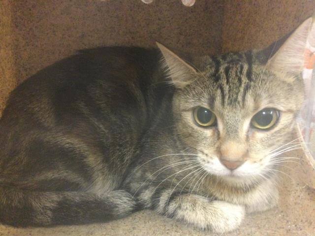 Shelter Stray Male Cat last seen Near BLOCK IDYLLWILD LN, RIVERSIDE CA 92503, 6851 Van Buren Boulevard, Jurupa Valley, CA 92509, USA