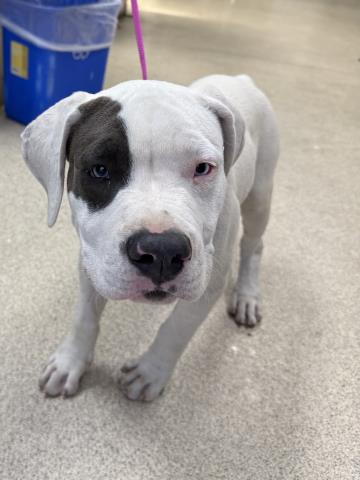 Shelter Stray Male Dog last seen Near BLOCK CREST AVE RIVERSIDE CA 92503, 6851 Van Buren Boulevard, Jurupa Valley, CA 92509, USA