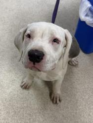 Shelter Stray Female Dog last seen Near BLOCK CREST AVE RIVERSIDE CA 92503, 6851 Van Buren Boulevard, Jurupa Valley, CA 92509, USA