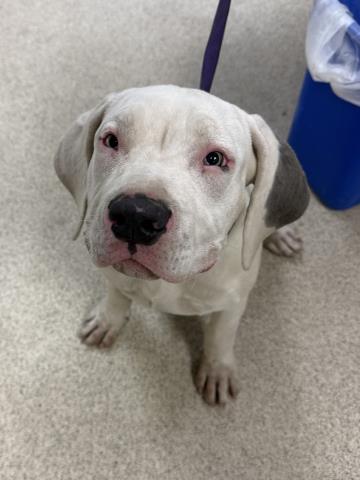Shelter Stray Female Dog last seen Near BLOCK CREST AVE RIVERSIDE CA 92503, 6851 Van Buren Boulevard, Jurupa Valley, CA 92509, USA