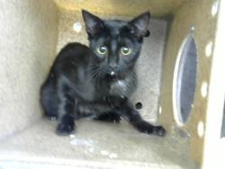 Shelter Stray Male Cat last seen QUIET DESERT DR AND OLD ASPEN, 8920 Lomas Blvd NE, Albuquerque, NM 87112, USA