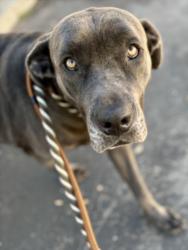 Shelter Stray Female Dog last seen , 11361 W Pico Blvd, Los Angeles, CA 90064, USA