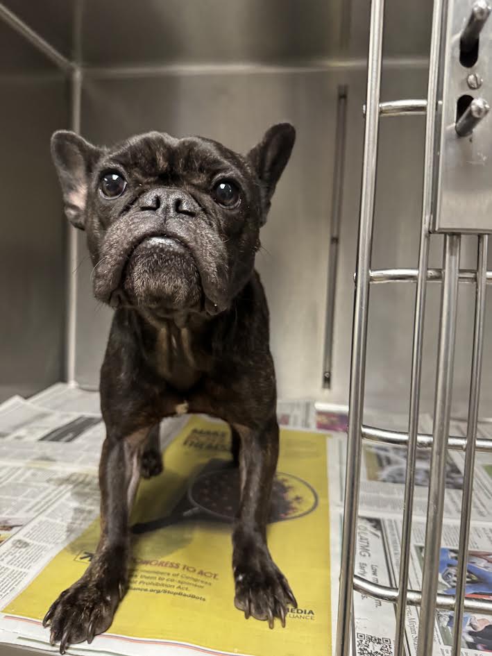 Shelter Stray Female Dog last seen , 14409 Vanowen St, Van Nuys, CA 91405, USA