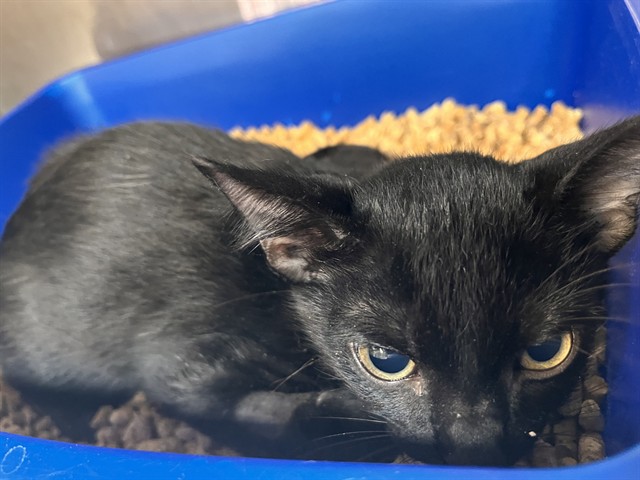 Shelter Stray Male Cat last seen BUSINESS CENTER DR, 8311 Freedom Dr, Pearland, TX 77581, USA
