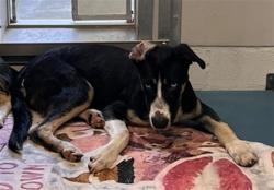 Shelter Stray Male Dog last seen DIXIE FARM RD, 8311 Freedom Dr, Pearland, TX 77581, USA