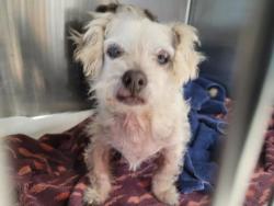 Shelter Stray Male Dog last seen , 957 N Gaffey St, San Pedro, CA 90731, USA