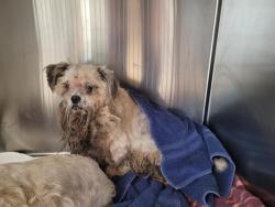 Shelter Stray Male Dog last seen , 957 N Gaffey St, San Pedro, CA 90731, USA