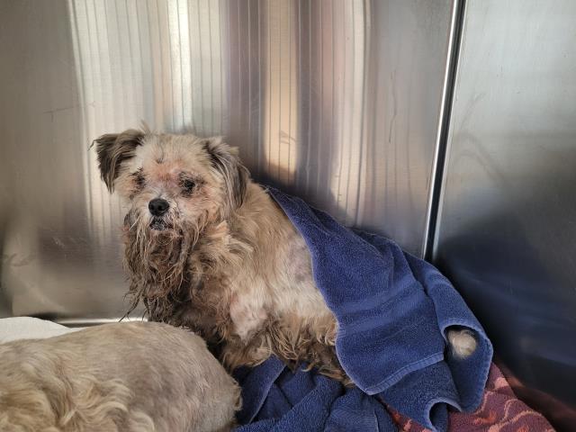 Shelter Stray Male Dog last seen , 957 N Gaffey St, San Pedro, CA 90731, USA