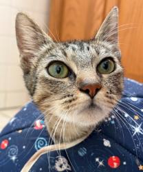 Shelter Stray Female Cat last seen FRONT OF SHELTER, 16 Barnes Ct, Hayward, CA 94544, USA