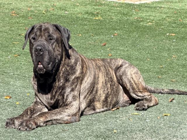 Shelter Stray Male Dog last seen , West Valley Animal Shelter, 20655 Plummer St, Chatsworth, CA 91311, USA