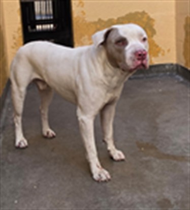 Shelter Stray Male Dog last seen , West Valley Animal Shelter, 20655 Plummer St, Chatsworth, CA 91311, USA