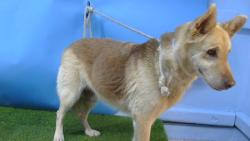 Shelter Stray Female Dog last seen , 216 W Victoria St, Gardena, CA 90248, USA