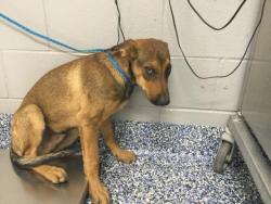 Shelter Stray Male Dog last seen Near BLOCK CAMINO CAMPANERO, DESERT HOT SPRINGS, CA, 72050 Pet Land Pl, Thousand Palms, CA 92276, USA