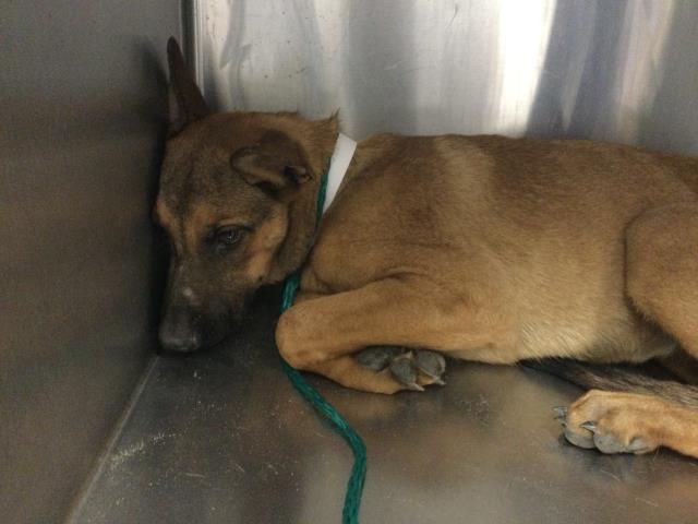 Shelter Stray Female Dog last seen Near BLOCK CAMINO CAMPANERO, DESERT HOT SPRINGS, CA, 72050 Pet Land Pl, Thousand Palms, CA 92276, USA
