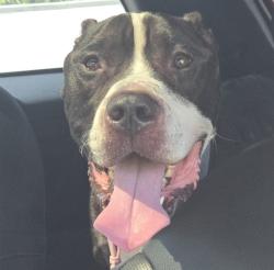 Shelter Stray Male Dog last seen Near BLOCK MADISON ST, HOLLYWOOD FL 33020, 2400 SW 42nd St, Fort Lauderdale, FL 33312, USA