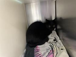 Shelter Stray Unknown Cat last seen Near BLOCK MAIN ST, RYE CO 81069, 610 Abbot Ln, Colorado Springs, CO 80905, USA