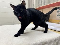 Shelter Stray Female Cat last seen Near BLOCK BROOKWOOD DR, COLORADO SPRINGS CO 80918, 610 Abbot Ln, Colorado Springs, CO 80905, USA