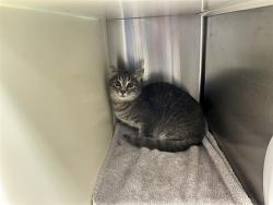 Shelter Stray Unknown Cat last seen Near BLOCK MAIN ST, RYE CO 81069, 610 Abbot Ln, Colorado Springs, CO 80905, USA