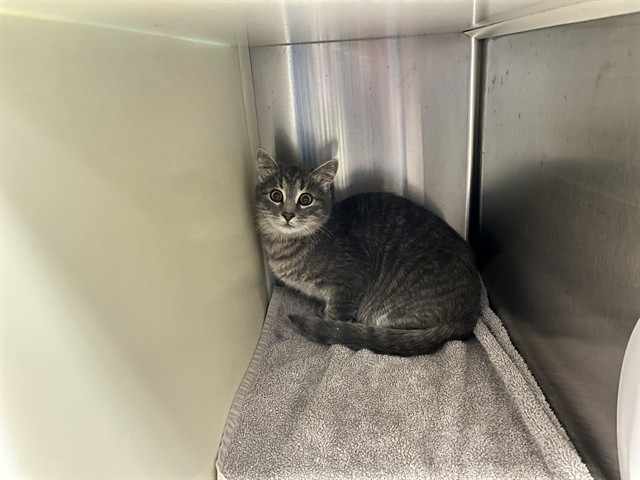 Shelter Stray Unknown Cat last seen Near BLOCK MAIN ST, RYE CO 81069, 610 Abbot Ln, Colorado Springs, CO 80905, USA