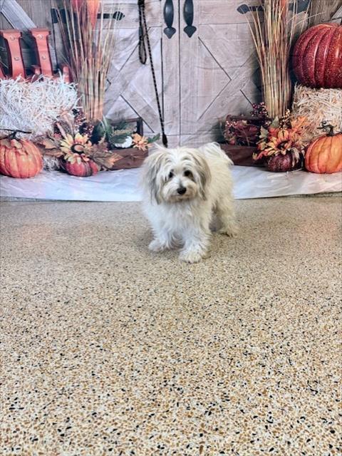 Shelter Stray Male Dog last seen Near BLOCK W 50 ST, 3599 NW 79th Ave, Doral, FL 33122, USA