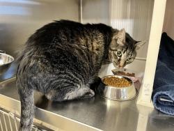 Shelter Stray Male Cat last seen Near BLOCK BROOKWOOD DR, COLORADO SPRINGS CO 80918, 610 Abbot Ln, Colorado Springs, CO 80905, USA