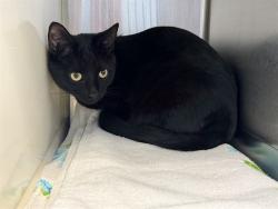 Shelter Stray Male Cat last seen Near BLOCK PALM DR, COLORADO SPRINGS CO 80918, 610 Abbot Ln, Colorado Springs, CO 80905, USA