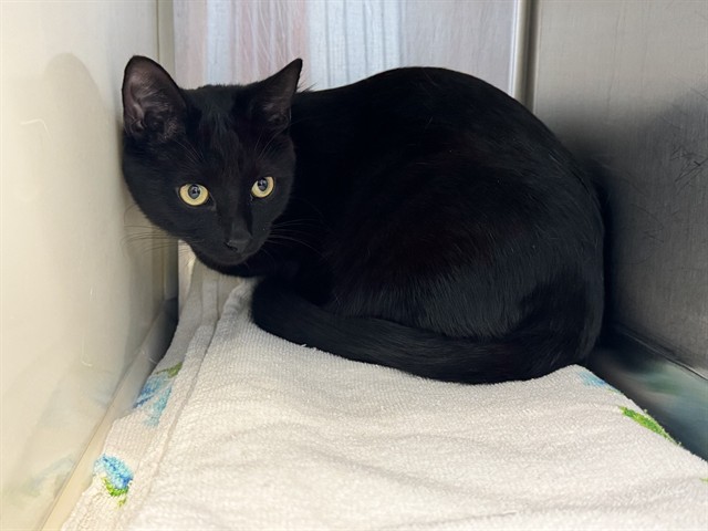 Shelter Stray Male Cat last seen Near BLOCK PALM DR, COLORADO SPRINGS CO 80918, 610 Abbot Ln, Colorado Springs, CO 80905, USA