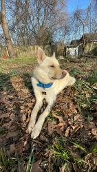 Lost Male Dog last seen Mason Avenue, Memphis, Tn, Usa, Memphis, TN 38122