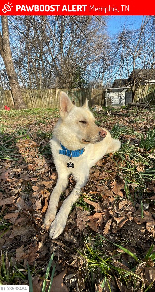 Lost Male Dog last seen Mason Avenue, Memphis, Tn, Usa, Memphis, TN 38122