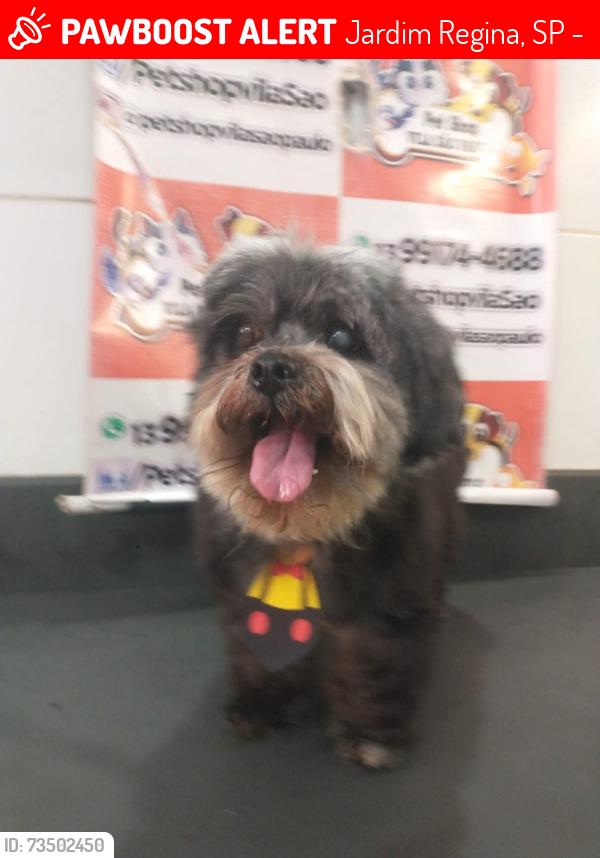 Lost Male Dog last seen avenida julinha 1315, Jardim Regina, SP 11740-000