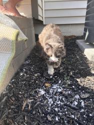 Found/Stray Unknown Cat last seen 88th and Hoffman, Thornton, CO 80229