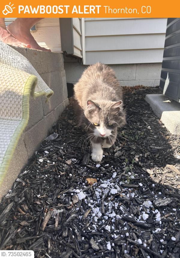 Found/Stray Unknown Cat last seen 88th and Hoffman, Thornton, CO 80229