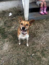 Reunited Male Dog last seen N anglin and heath, Cleburne, TX 76031