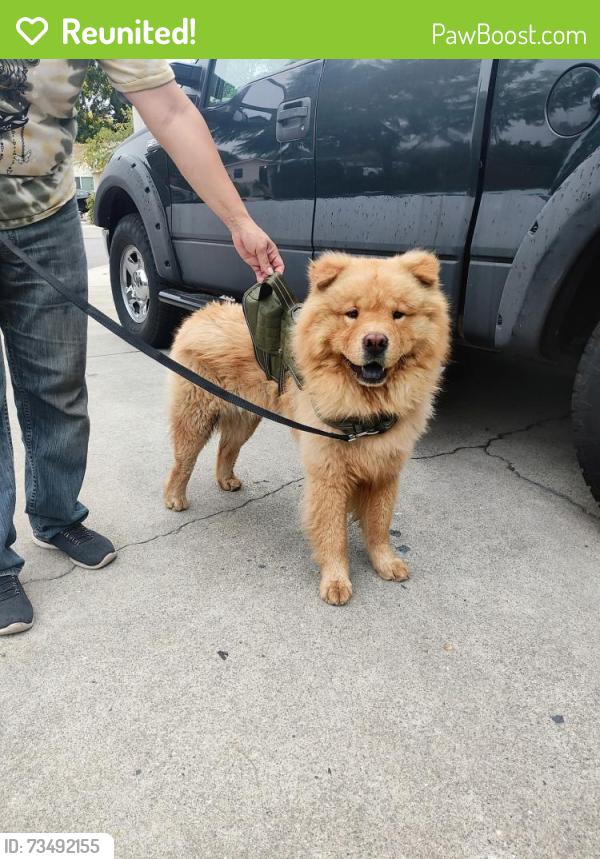 Reunited Male Dog last seen Monte Vista / Canoga / Fremont MONTCLAIR CA, Montclair, CA 91763