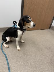 Reunited Male Dog last seen Royal Bay DRM & Promenade Cres, Victoria, BC V9C 0H9